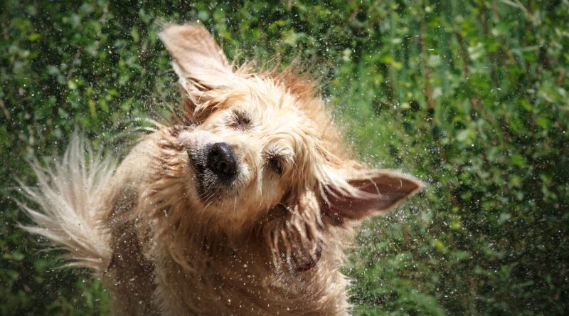 Why Does a Wet Dog Smell? What Should I Do to Get Rid of the Smell?