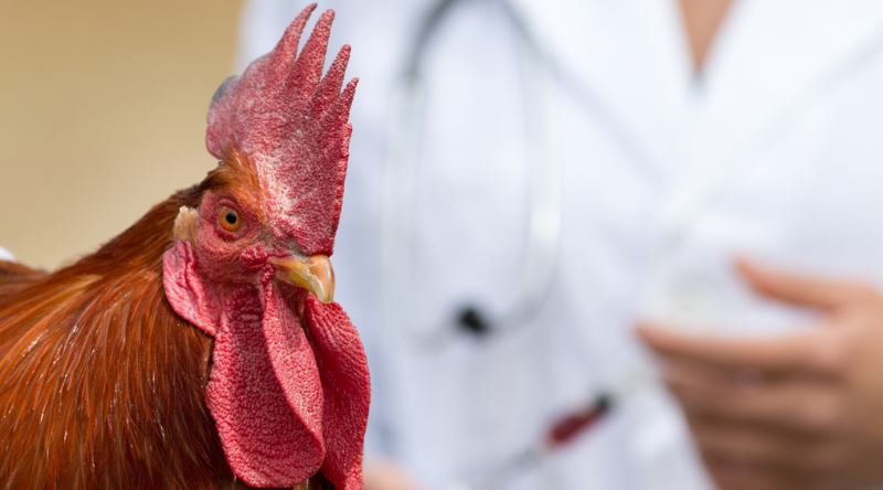 Why Can't Chickens Be Dressed in Emergency Departments?
